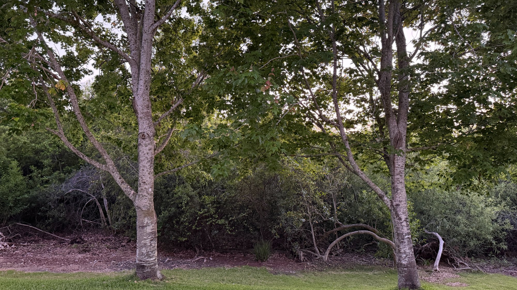 Wildlife habitat Northdale Florida