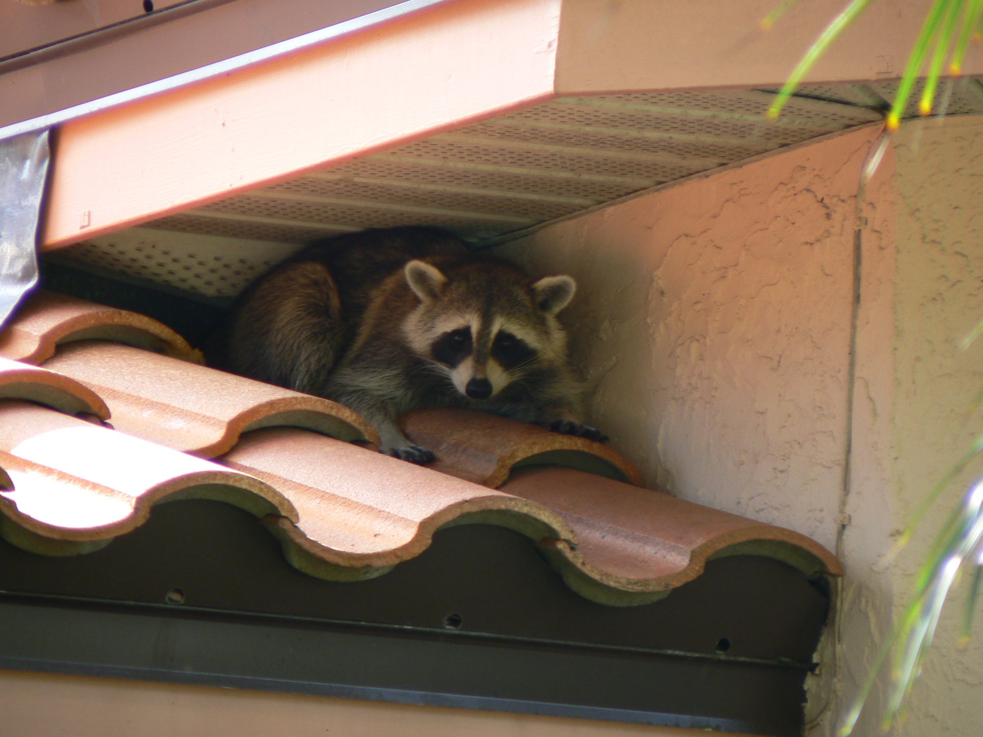 Raccoon removal Clearwater Largo FL