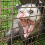 Clearwater Opossum Trapping And Removal