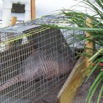 New Port Richey armadillo trapping and removal