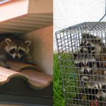 New Port Richey Raccoon Trapping And Removal