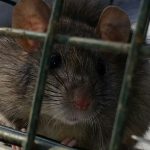 Oldsmar Rat Trapping And Removal