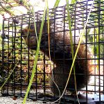 New Port Richey Squirrel Trapping And Removal