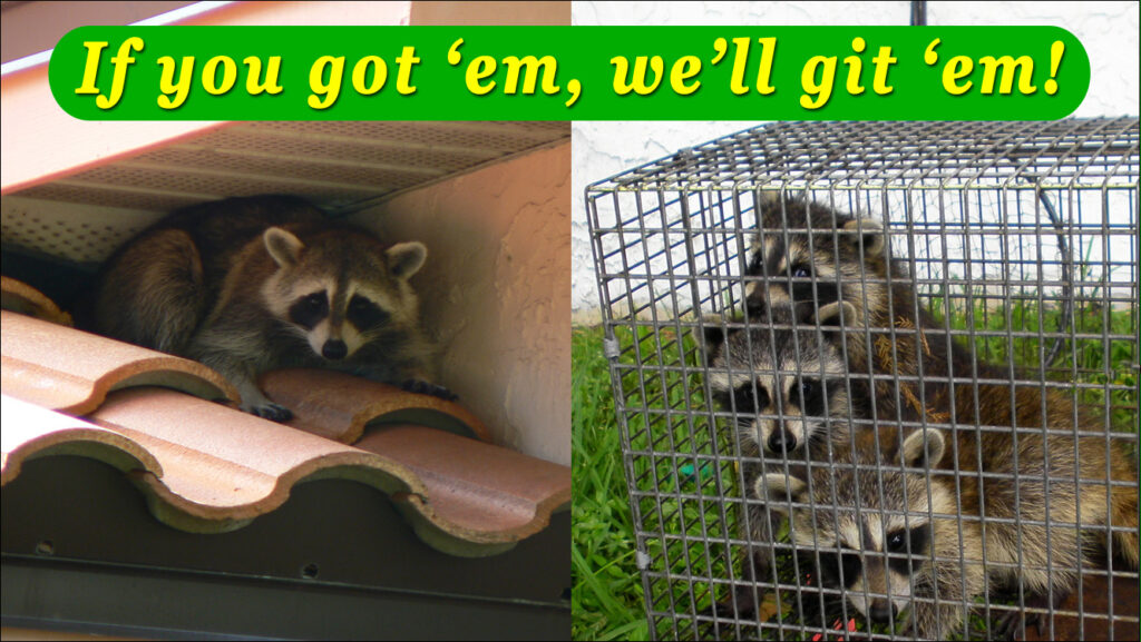 Critter Gitter Animal Trapping Removal Service